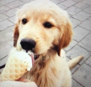 pup eating icecream