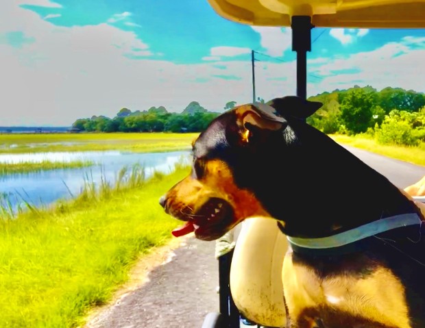 Golf Cart Ride Golf Cart Ride