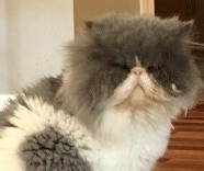 Cat Cat