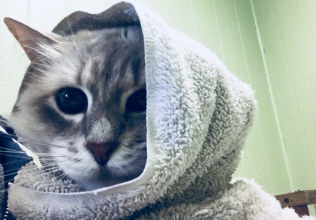 Cat in a Towel