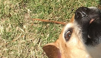 playing dog playing dog