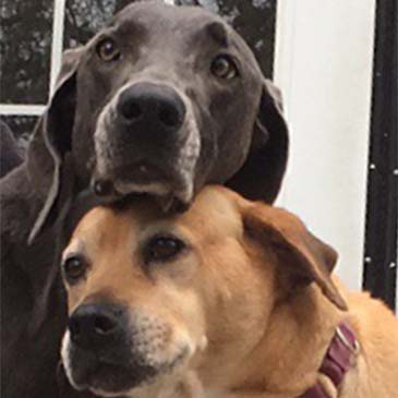 Comfortable Dogs