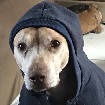 Dog Wearing a Hoodie