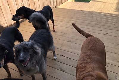 Dogs on Deck