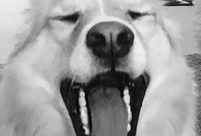 Yawning Dog Yawning Dog
