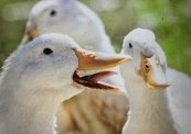 DUCKS DUCKS