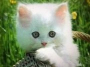 kitty kitty