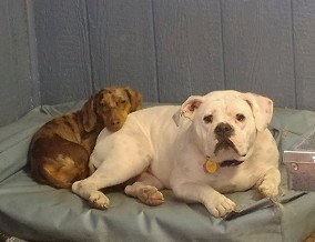 BFFs that nap together, stay together